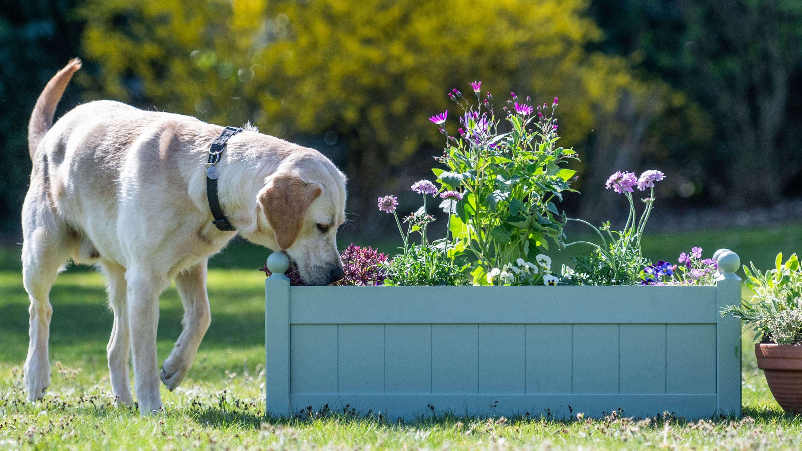 GuideDogsSpring_EDIT_main_cut