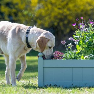 GuideDogsSpring_EDIT_main_cut