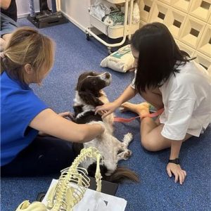 Nimble paws